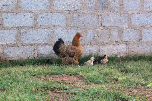A hen with two chicks near a brick wall